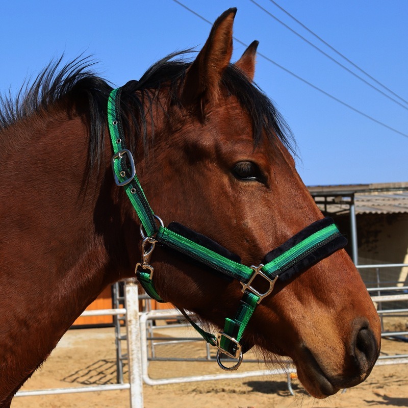 Set di capezze per cavalli in  - Headcollar Rope Set recensione e prezzo